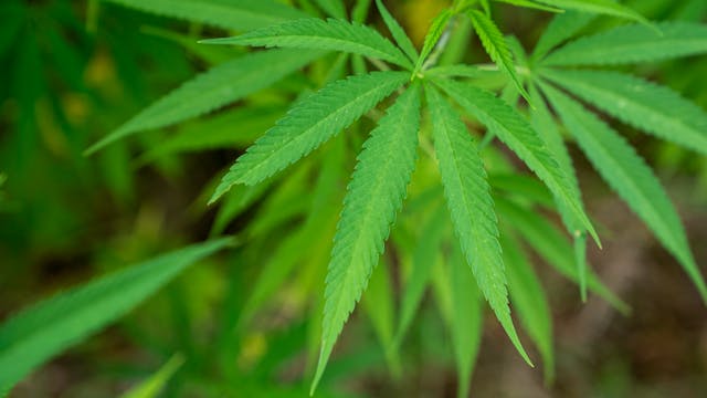 bright%20green%20%20weed%20flower